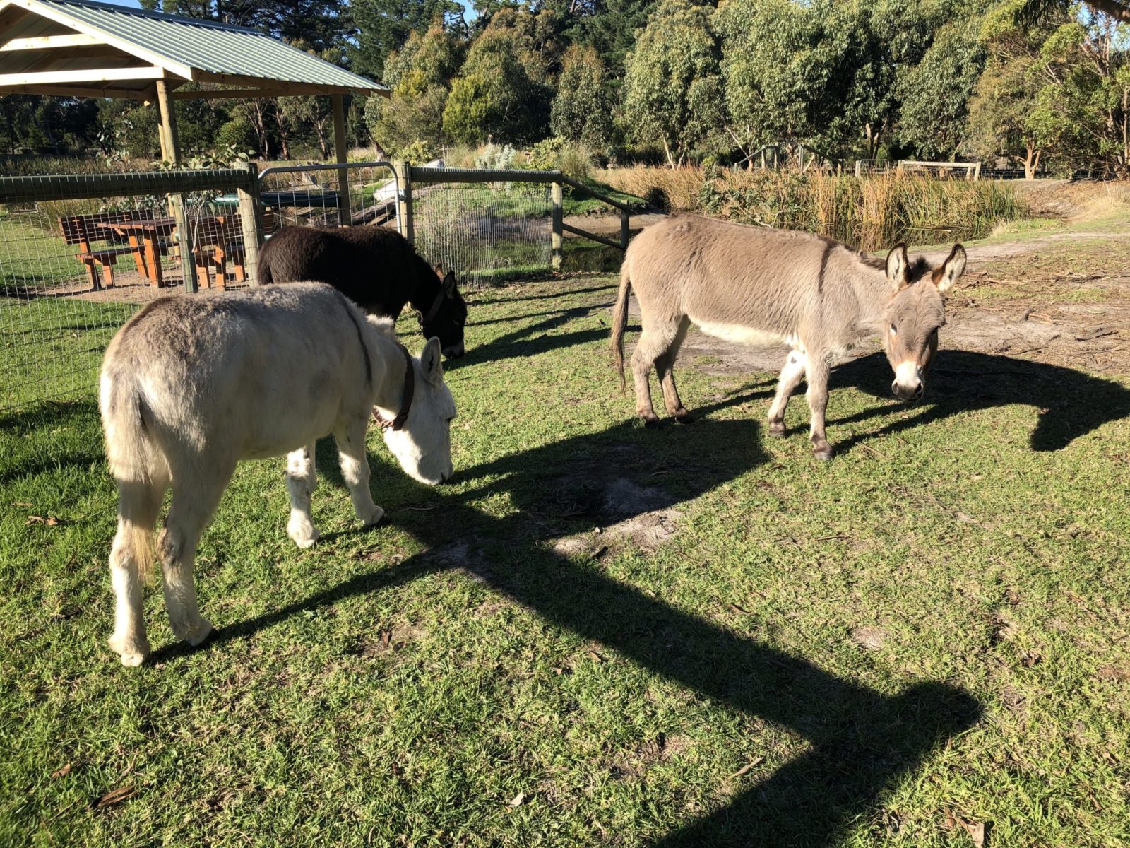 for the love of animals1