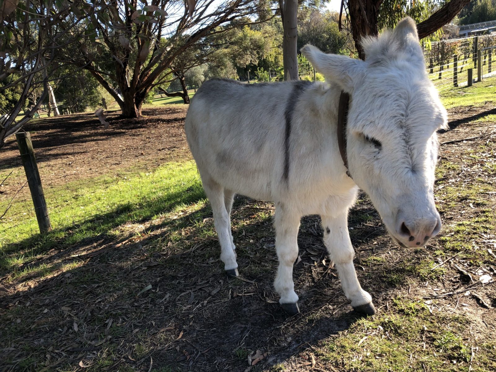 for the love of animals2