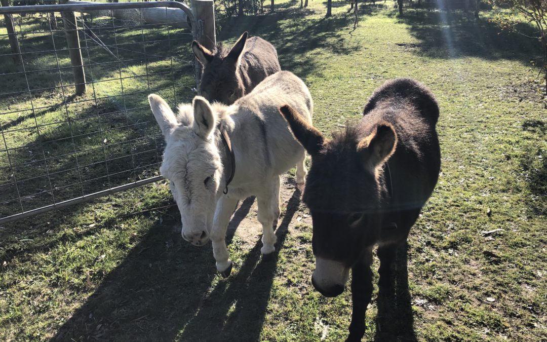 For the love of animals