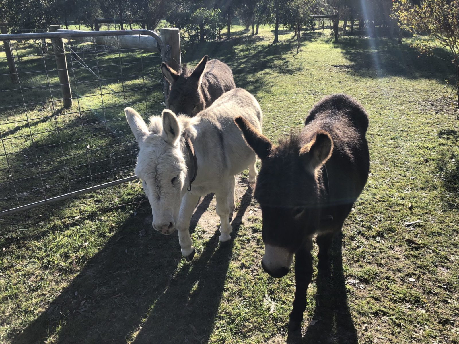 for the love of animals3